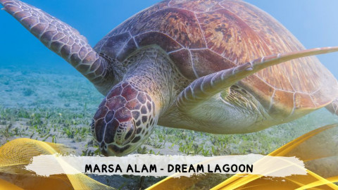2026 marsa alam da roma dream T IN18