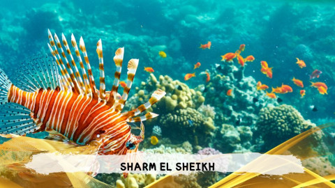 2026 sharm el sheikh da bologna T IN18