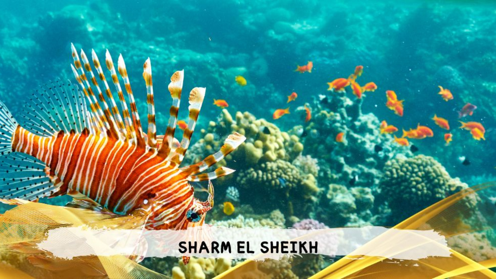 2026 sharm el sheikh da bologna T IN18