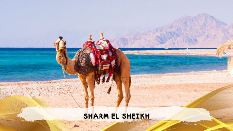2026 sharm el sheikh da roma queen T IN18