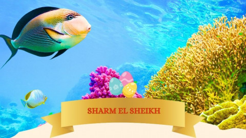 2026 sharm el sheikh T ponti IN18